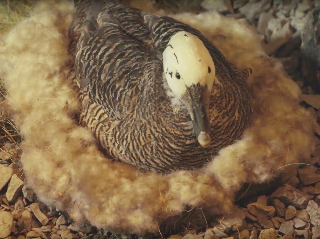 Boat and Gift of Nature Exhibition-Reykholar必去景点