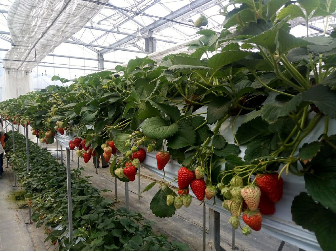 Futtsu Aqua Farm-富津市必去景点