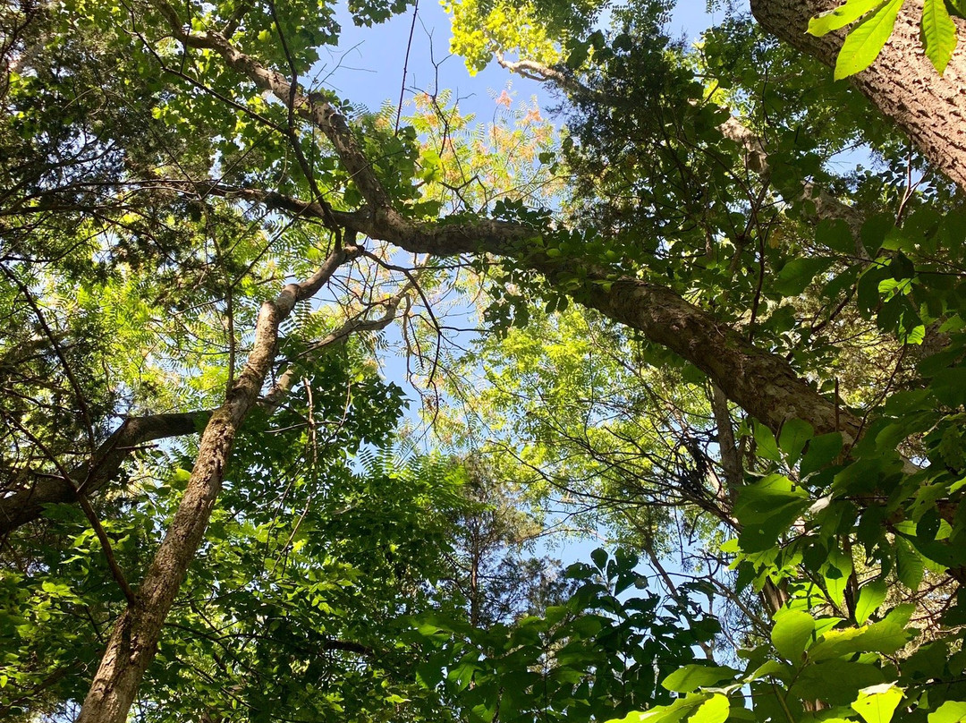Yankauer Nature Preserve景点图片