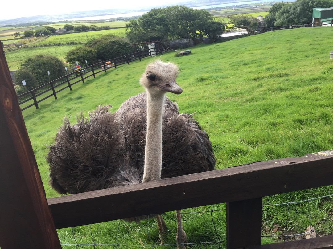 Moher Hill Open Farm-Liscannor必去景点