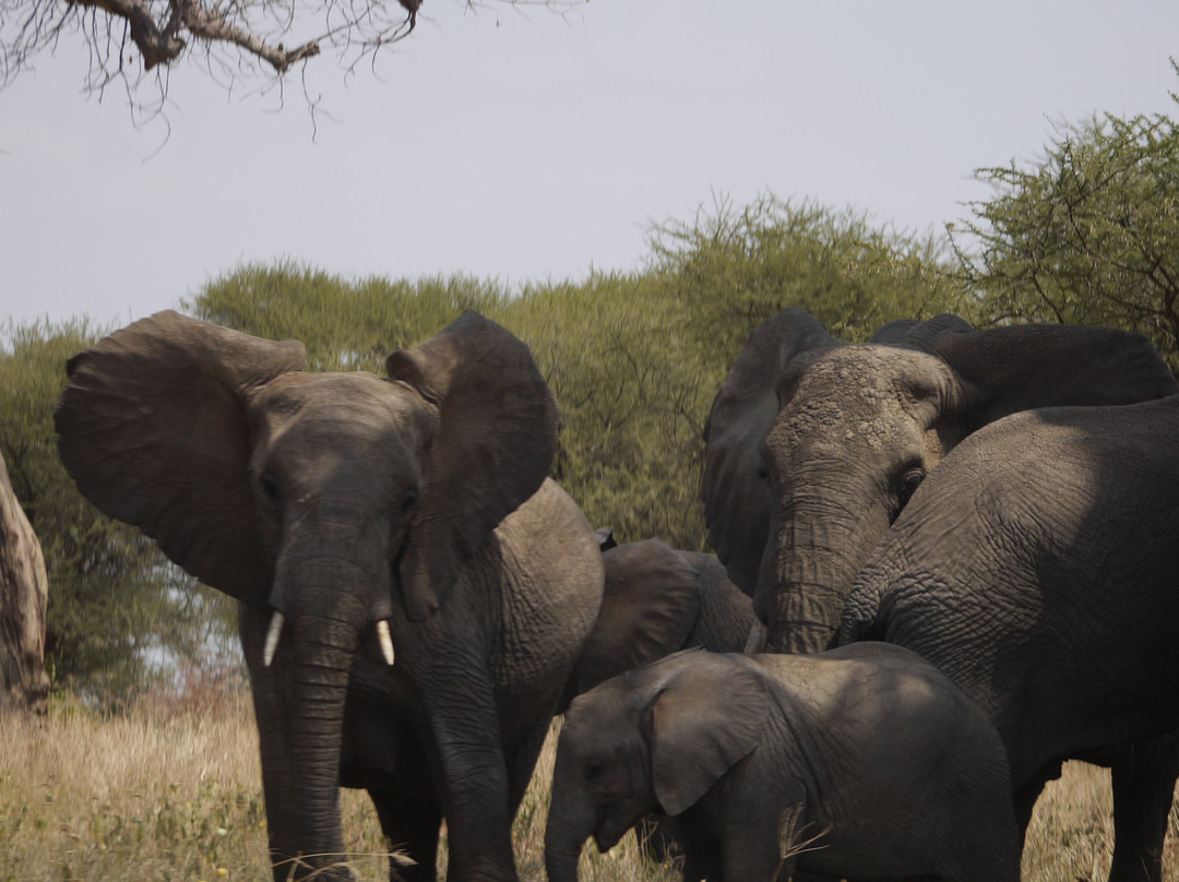 Kilimanjaro Taxi-莫西必去景点