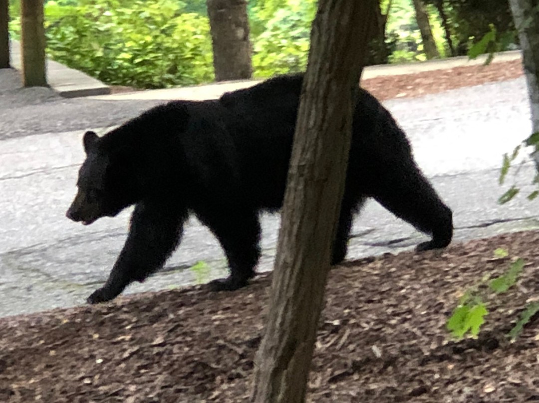 Fox Run Resort主图