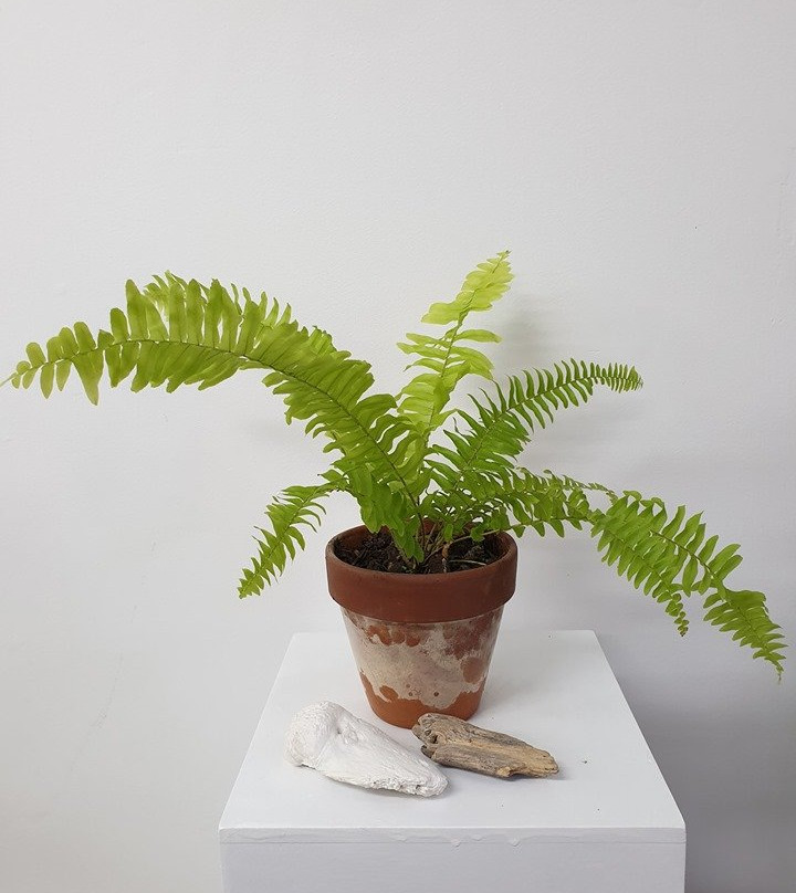 Deciduus & Santie-Tirau必去景点