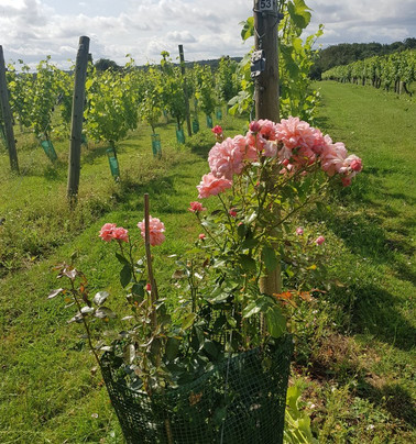 Warden Abbey Vineyard-Old Warden必去景点