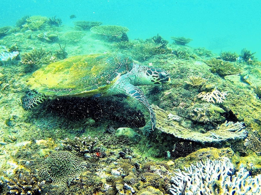 Divers Land Dive Club-Trincomalee必去景点