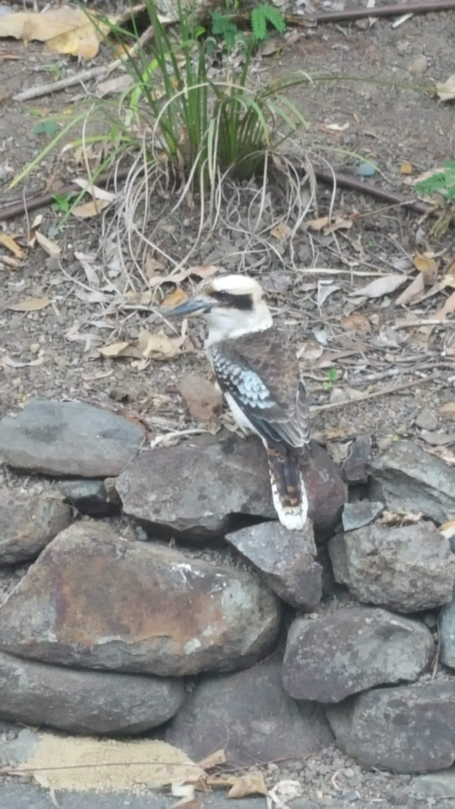 奇帕拉热带雨林旅馆-浴室