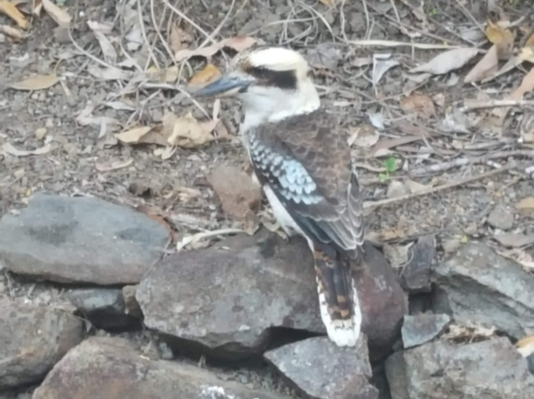 奇帕拉热带雨林旅馆主图
