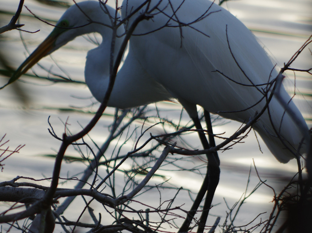 The Venice Area Audubon Rookery-威尼斯必去景点