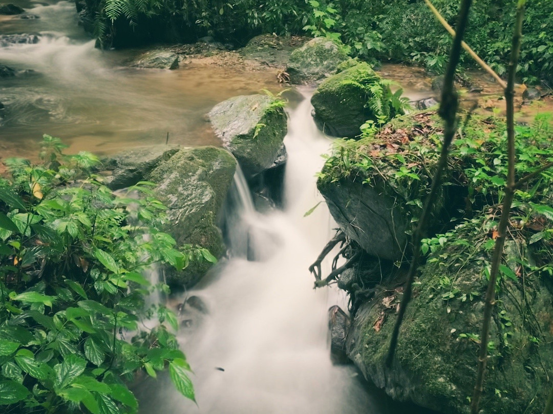 莫里热带雨林景点图片