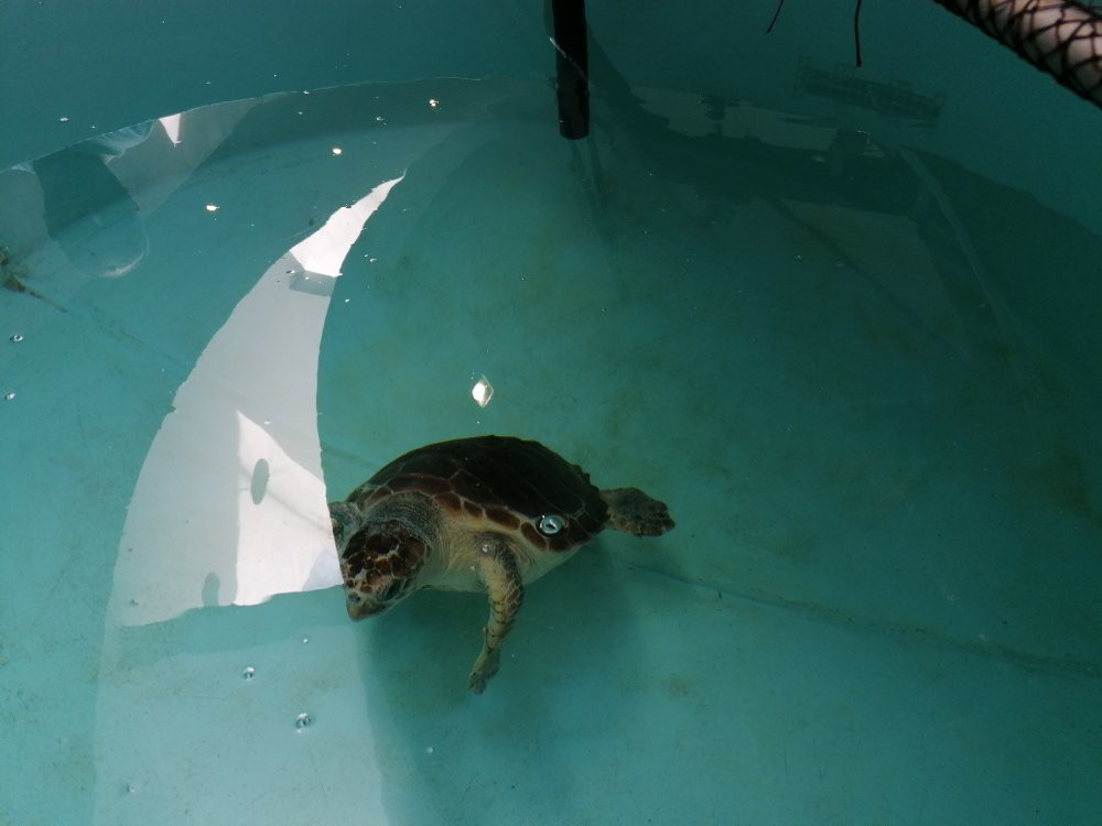 Life Fish Station - Porto Pim Aquarium-奥尔塔必去景点