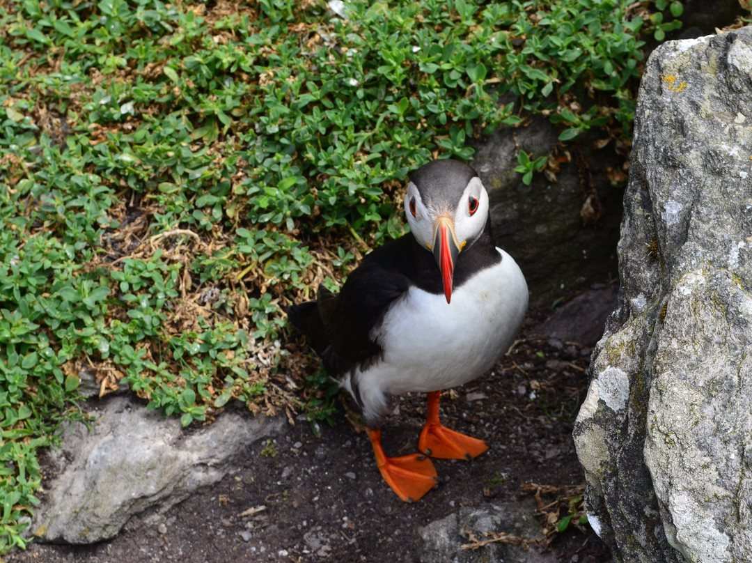 Murphys Sea Cruise To Skellig Michael-Portmagee必去景点