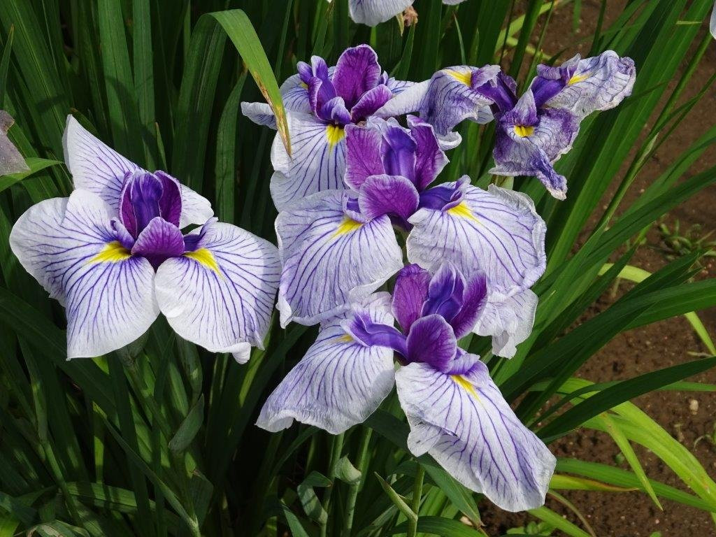 Fukiage Shobu Park-青梅市必去景点