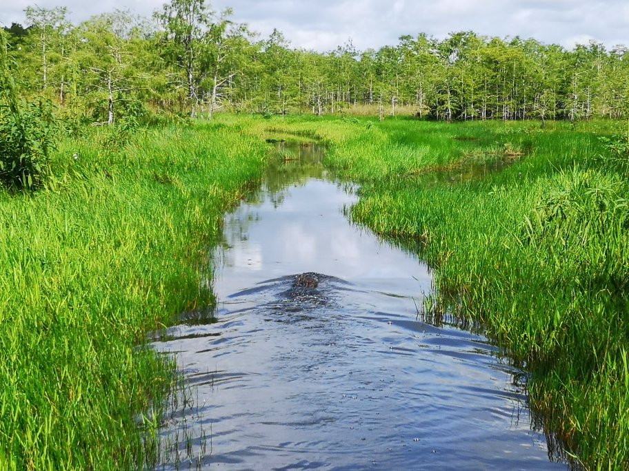 Down South Airboat Tours景点图片