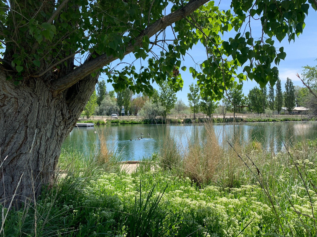Wilson Springs Ponds景点图片