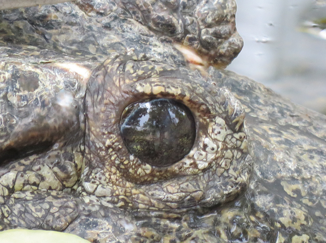 Crocodile Rehabilitation Centre景点图片