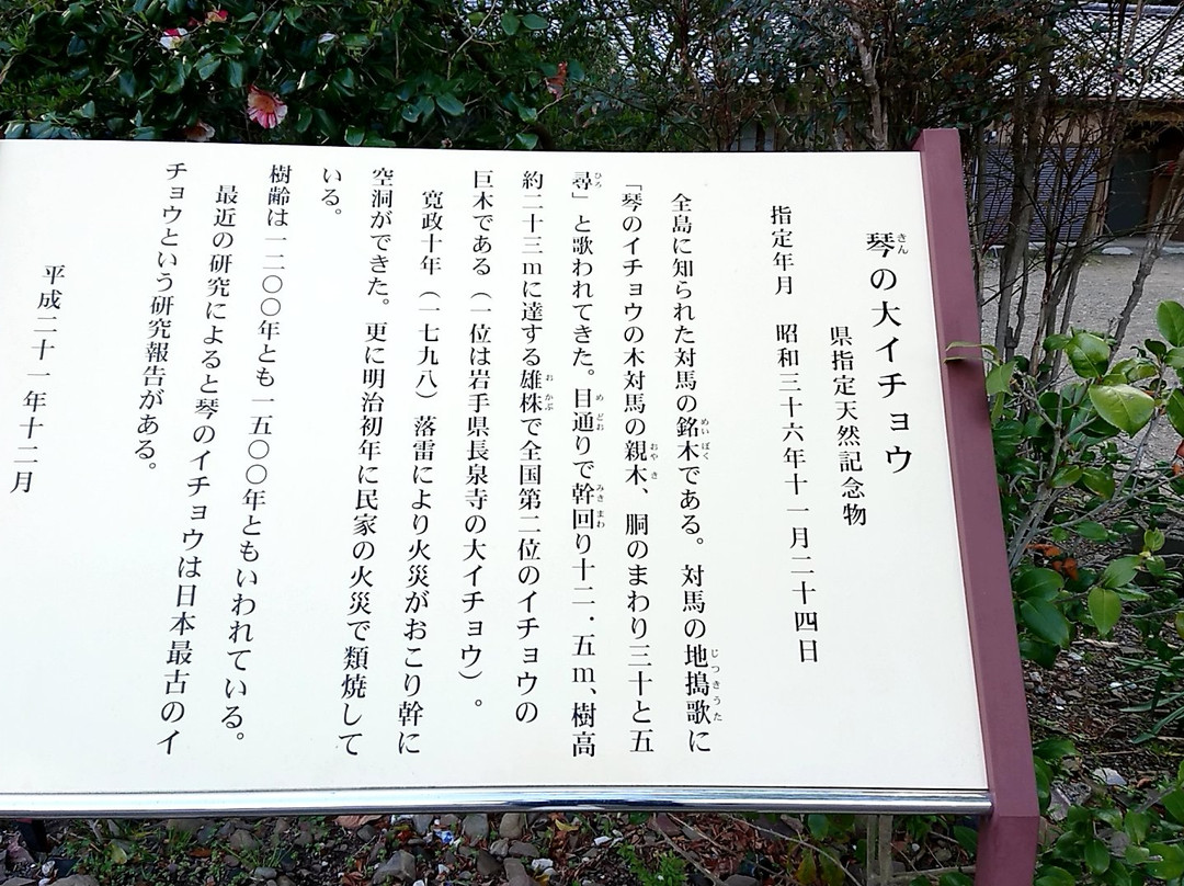 Kinno Big Ginkgo Tree-对马市必去景点