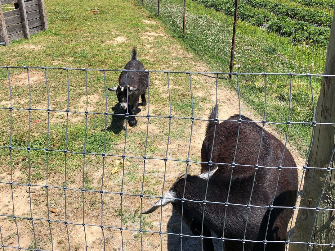 T.S. Smith & Sons-Bridgeville必去景点
