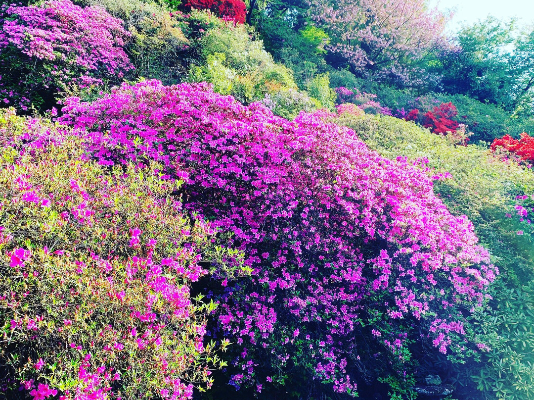 Shugakuin Temple-吉野里町必去景点