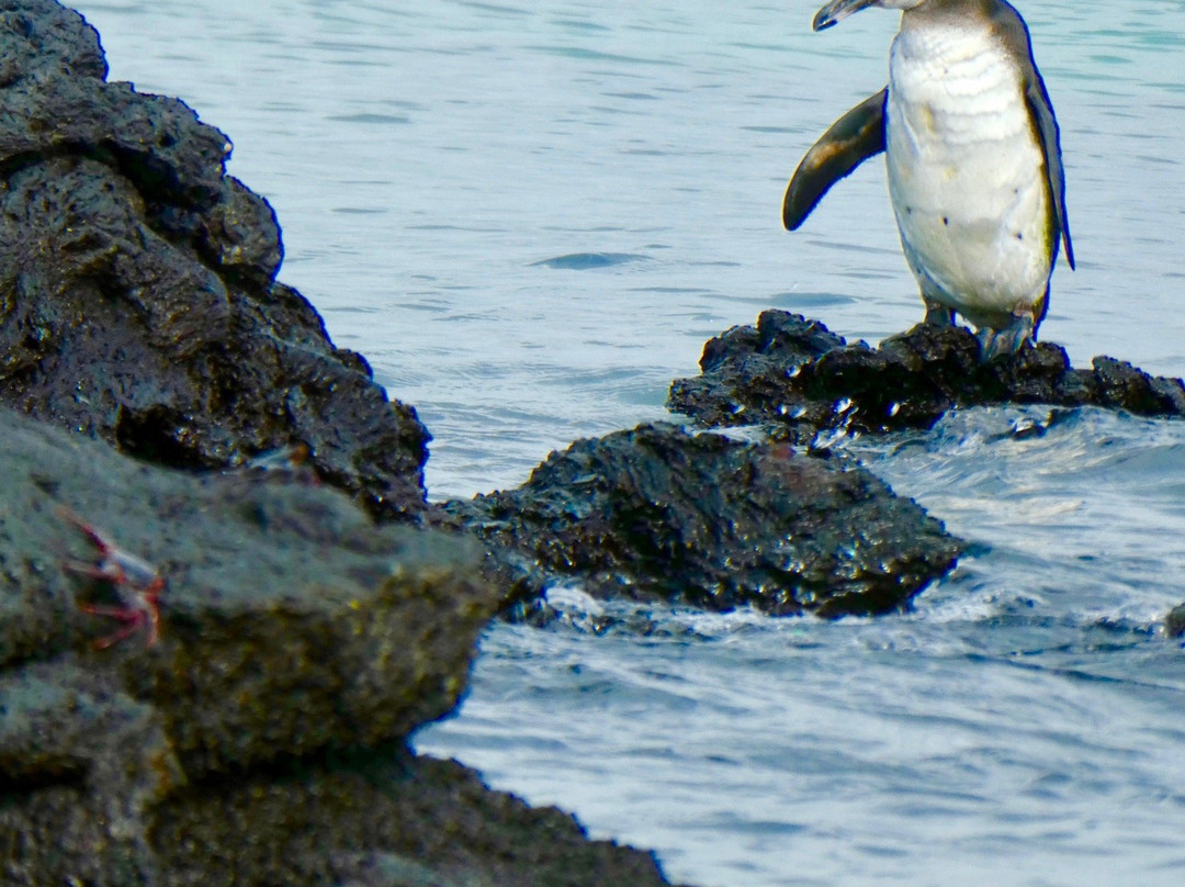 Galapagos Alternative景点图片