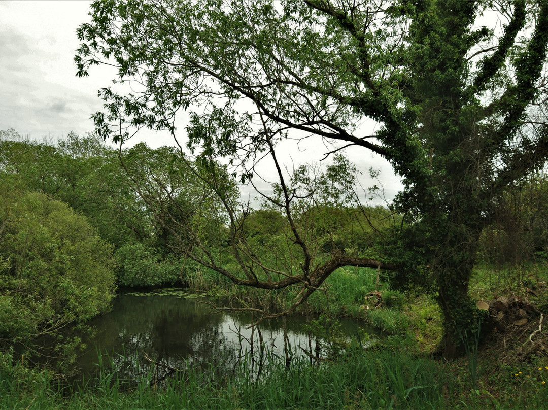 Stodmarsh National Nature Reserve景点图片