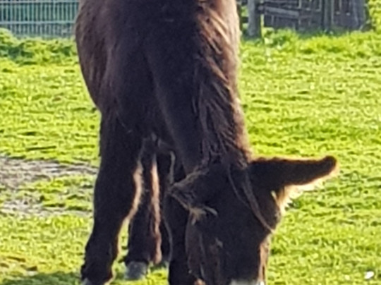 Haustierpark Werdum-Werdum必去景点