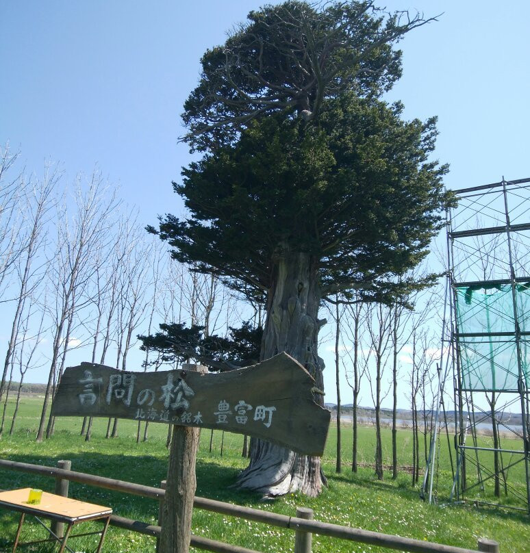 丰富町旅游景点-Kototoi no Matsu