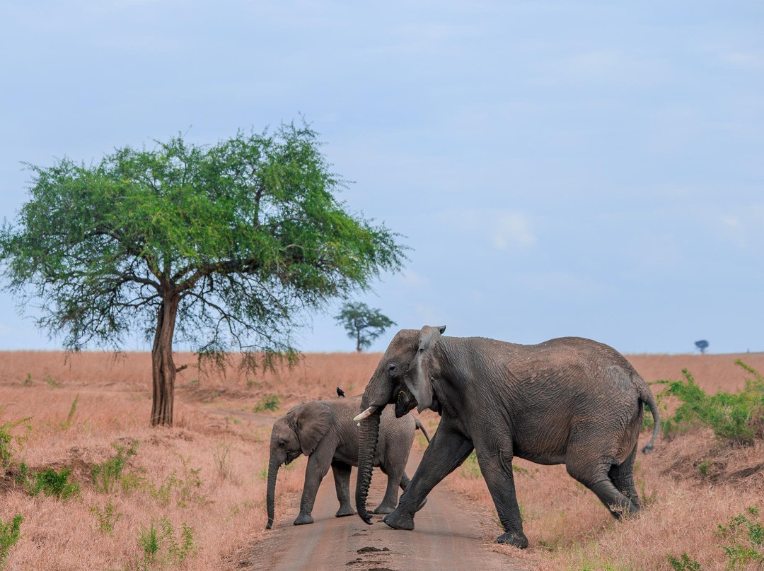 The Safari Vibes-坎帕拉必去景点