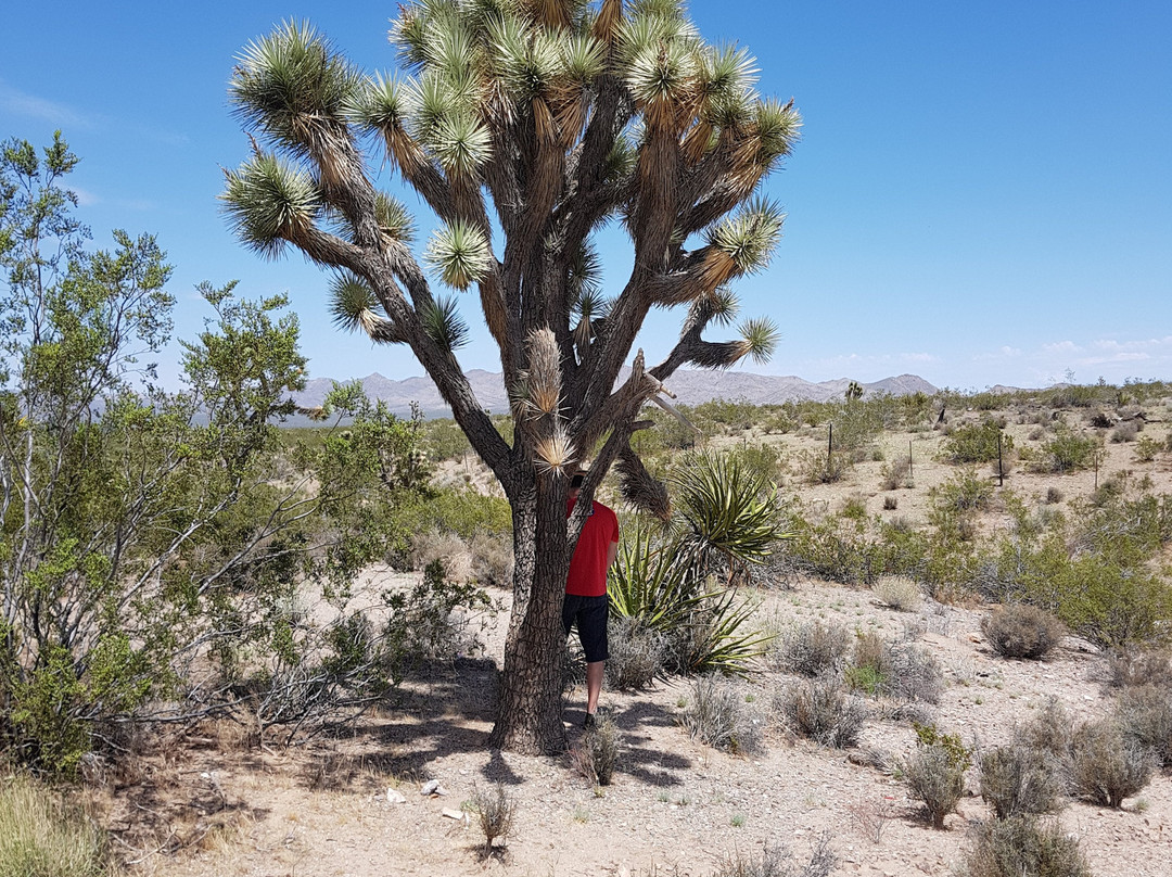 Wee Thump Joshua Tree Wilderness景点图片