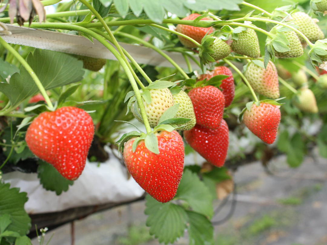 Goodall's Strawberry Farm景点图片