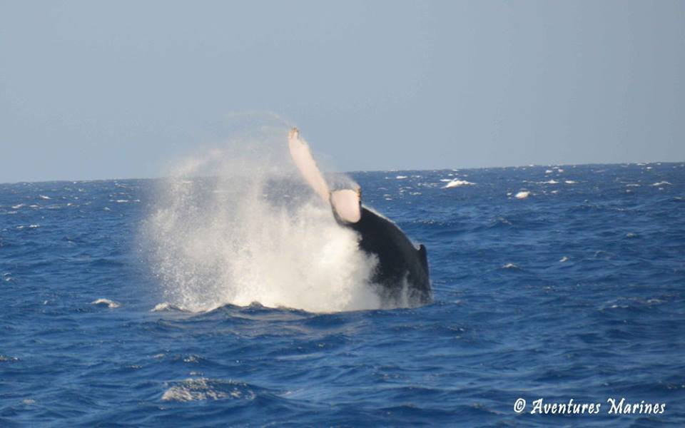 Whale Watching景点图片