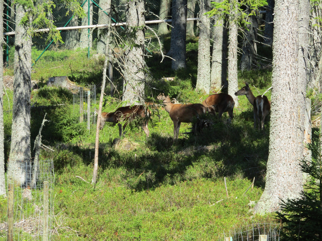 Visitor Center Kvilda - deer and rye range景点图片