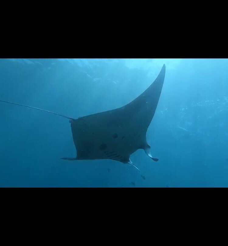 Manta Point Dive Site-努沙杜瓦必去景点