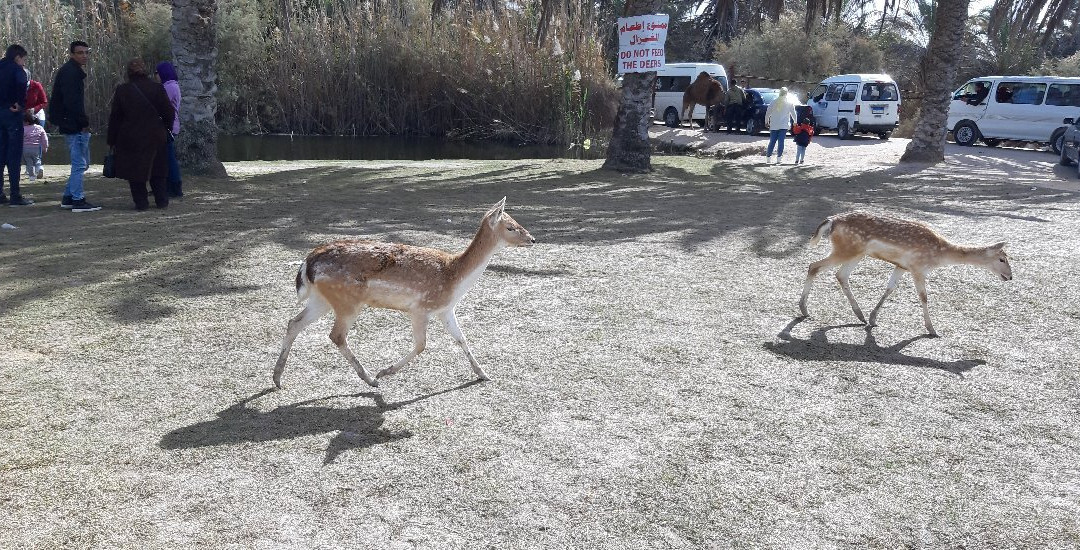 Africa Safari Park-Ash Shahid Ahmad Badawi必去景点