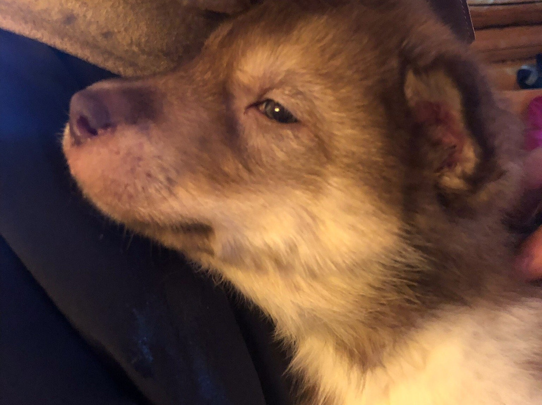 YoopAK Kennel and Tours-Nenana必去景点