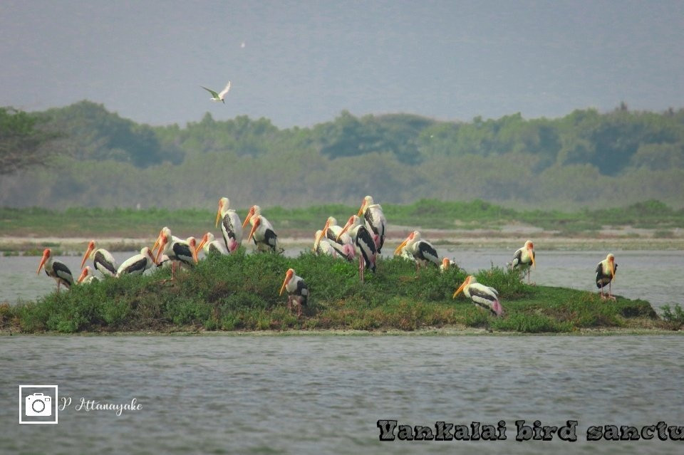 Mannar Bird Sanctuary景点图片
