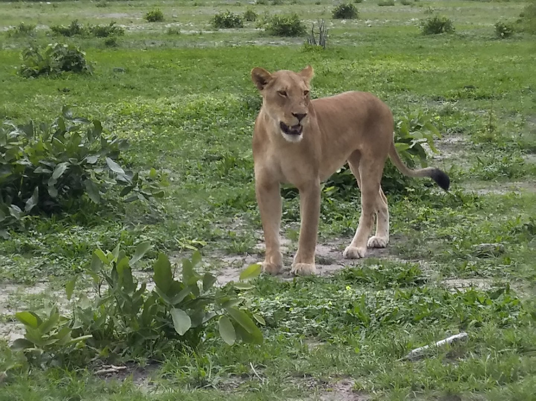 African Joined Tours and Safaris-李文斯顿必去景点