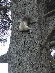 Timboon Rail Trestle Bridge-廷布恩必去景点