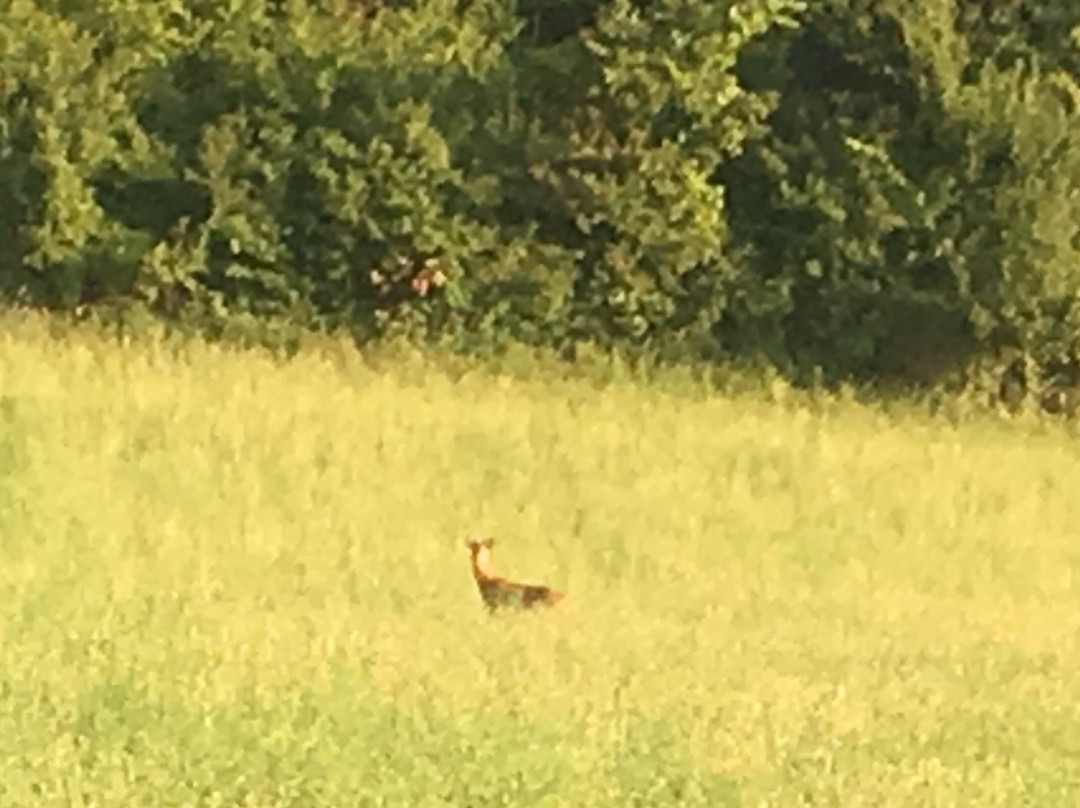 B&B Amici Country主图