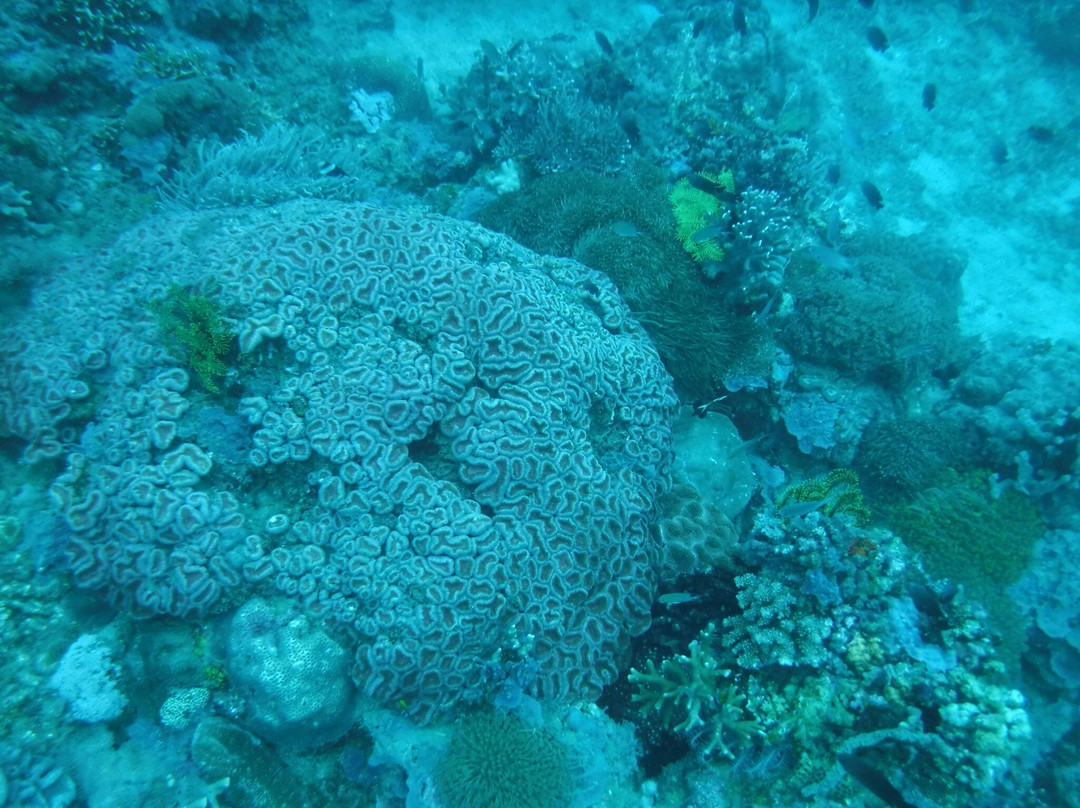 Drift Divers-雅格纳必去景点