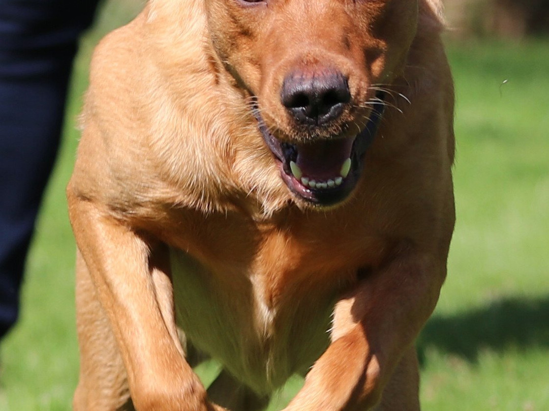 Red Kite House Hotel主图