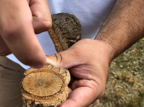 Corktour-Estremoz必去景点