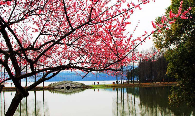 东湖梅园-武汉市必去景点