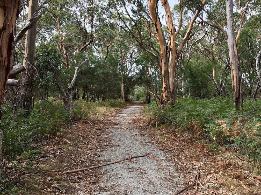 F Oswin Robert Koala Reserve-菲利普岛必去景点