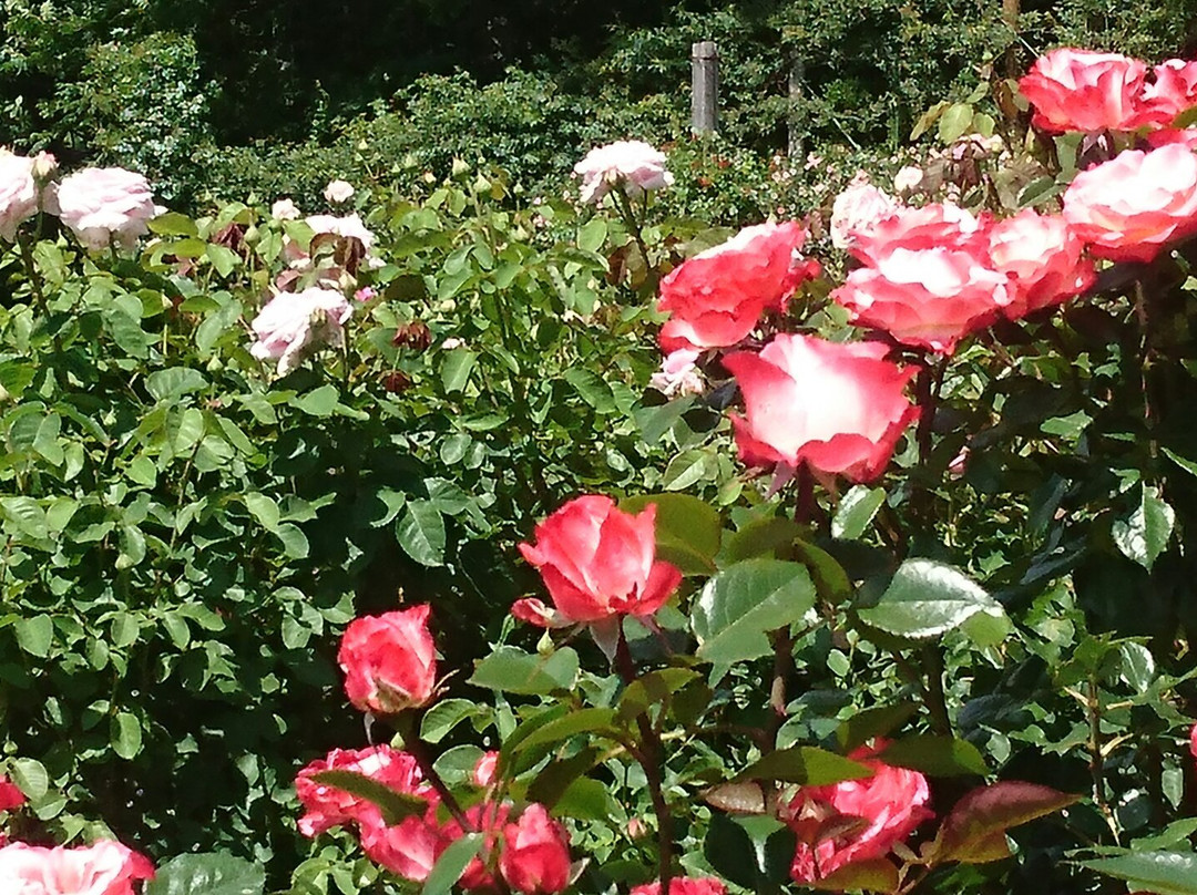 Takato Shinwa no Oka Rose Garden景点图片