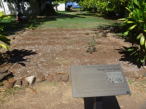 The King's Taro Patch-拉海纳必去景点