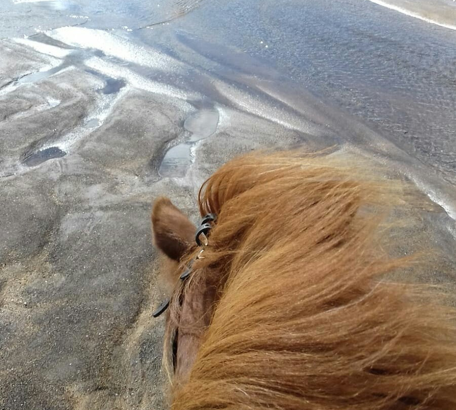 Stori Kambur Horse Rental景点图片