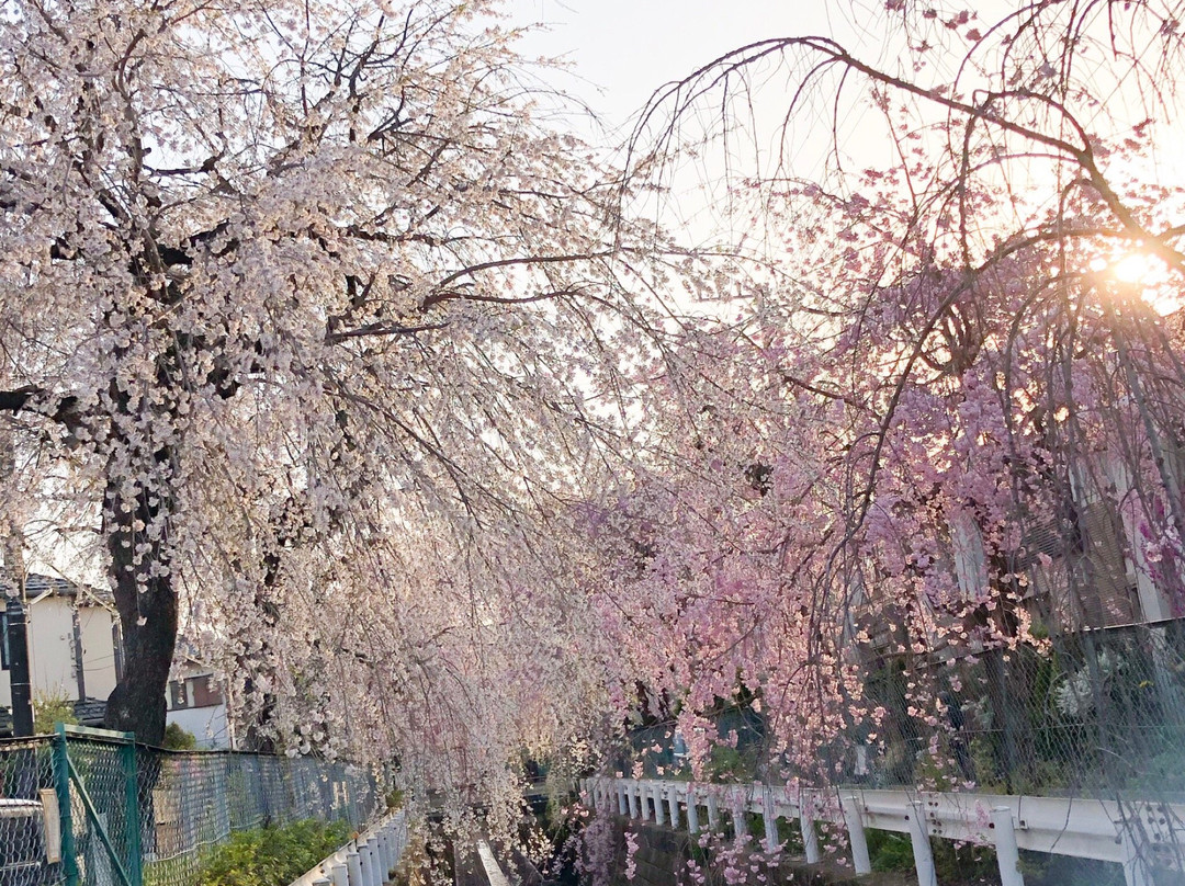 Shidarezakura of Sunagawabori-所泽市必去景点