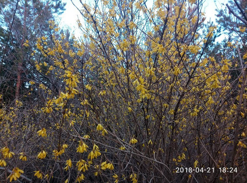 音河水库-甘南县必去景点