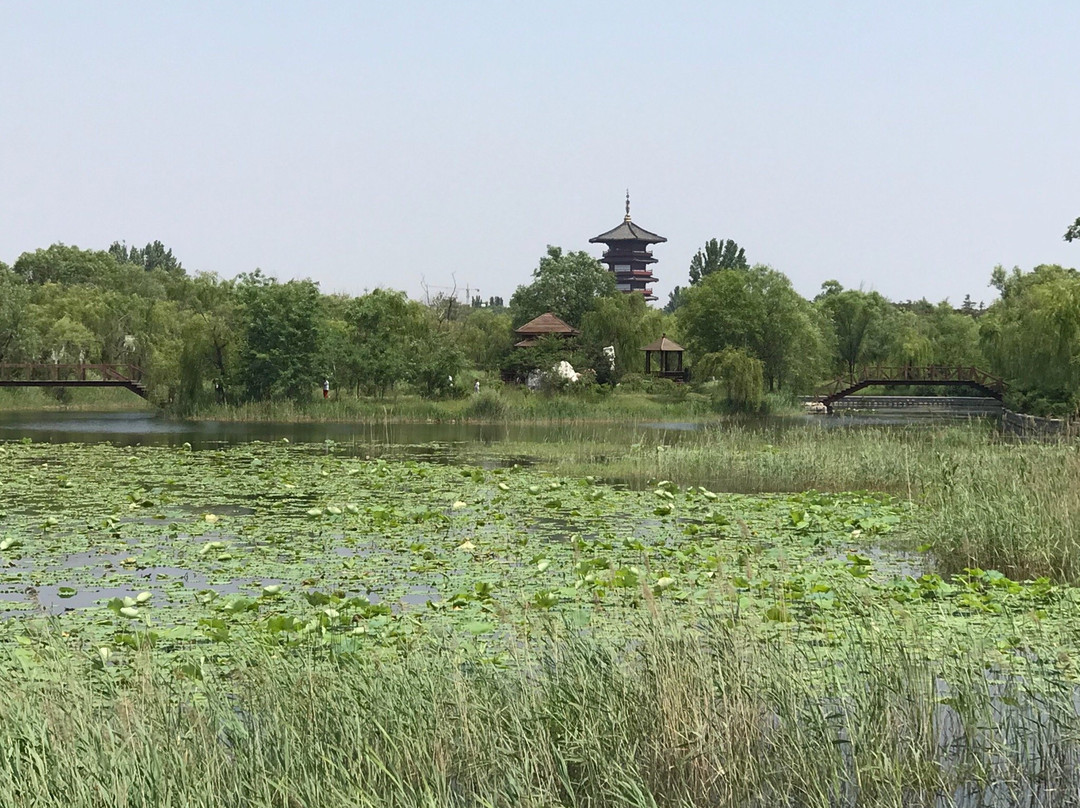 白浪绿洲湿地公园-潍坊市必去景点