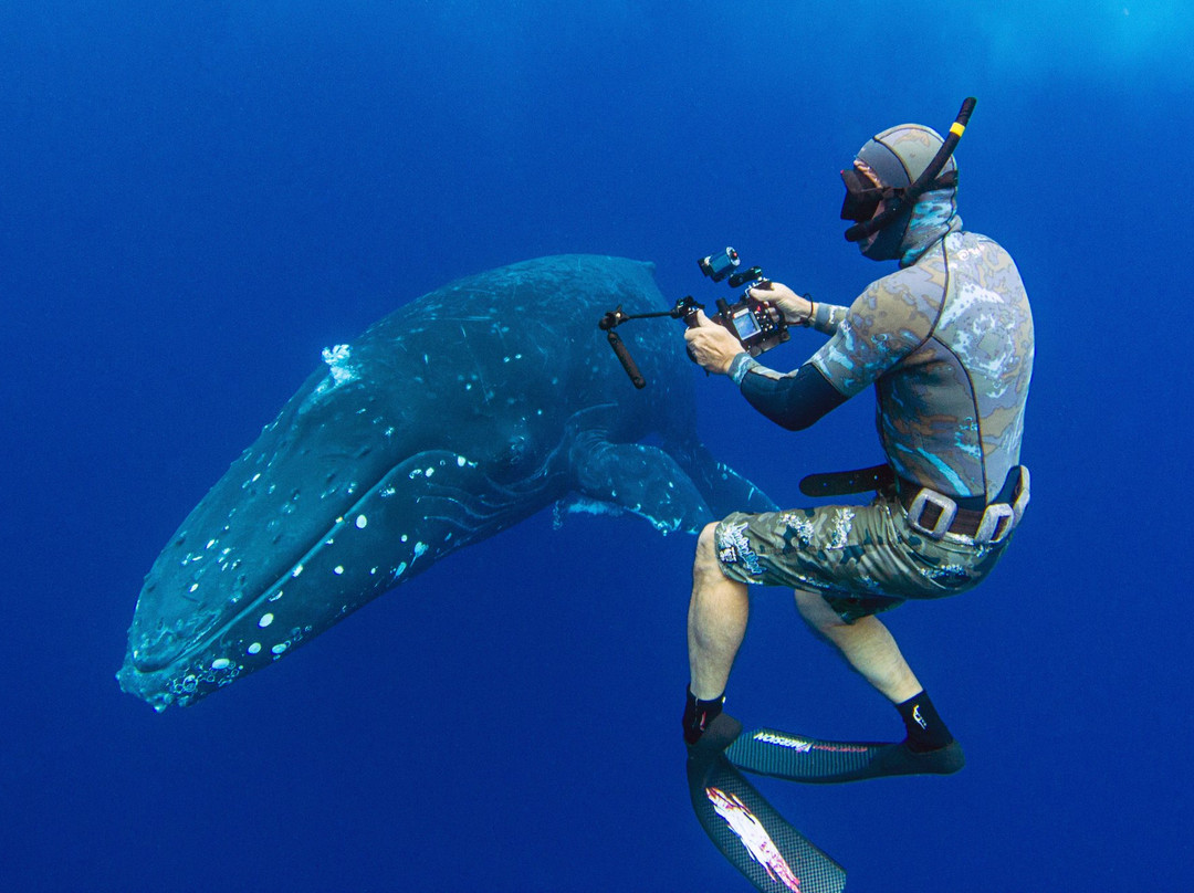 Whale Dive Tonga-努库阿洛法必去景点